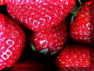 strawbcls.jpg (54983 byte)